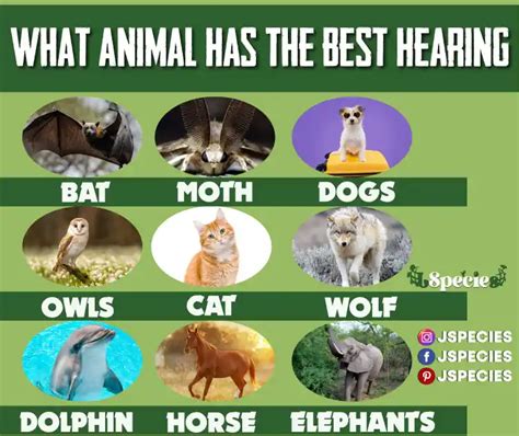 What Land Animal Has the Best Hearing?